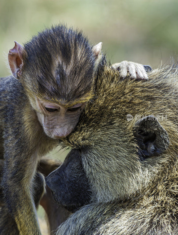 黄狒狒(Papio cynocephalus)是东半球猴科的一种狒狒。这个物种的绰号在希腊语中是“狗头”的意思，因为它的口吻和头部像狗一样。妈妈和小动物。